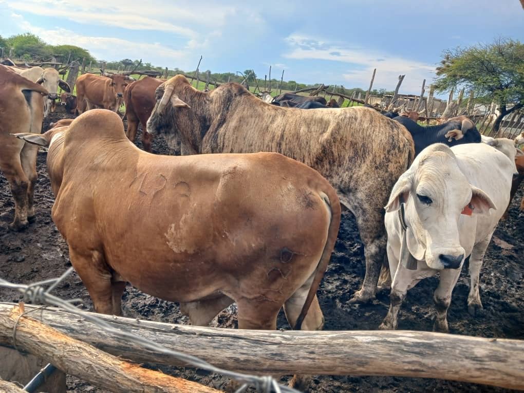 Herd of cattle standing in a muddy fenced area under a cloudy sky.
