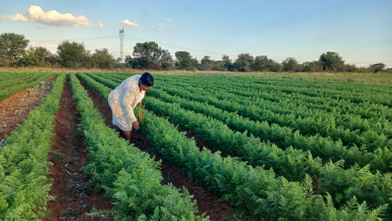Our story — how we started at Lulu's Farm.