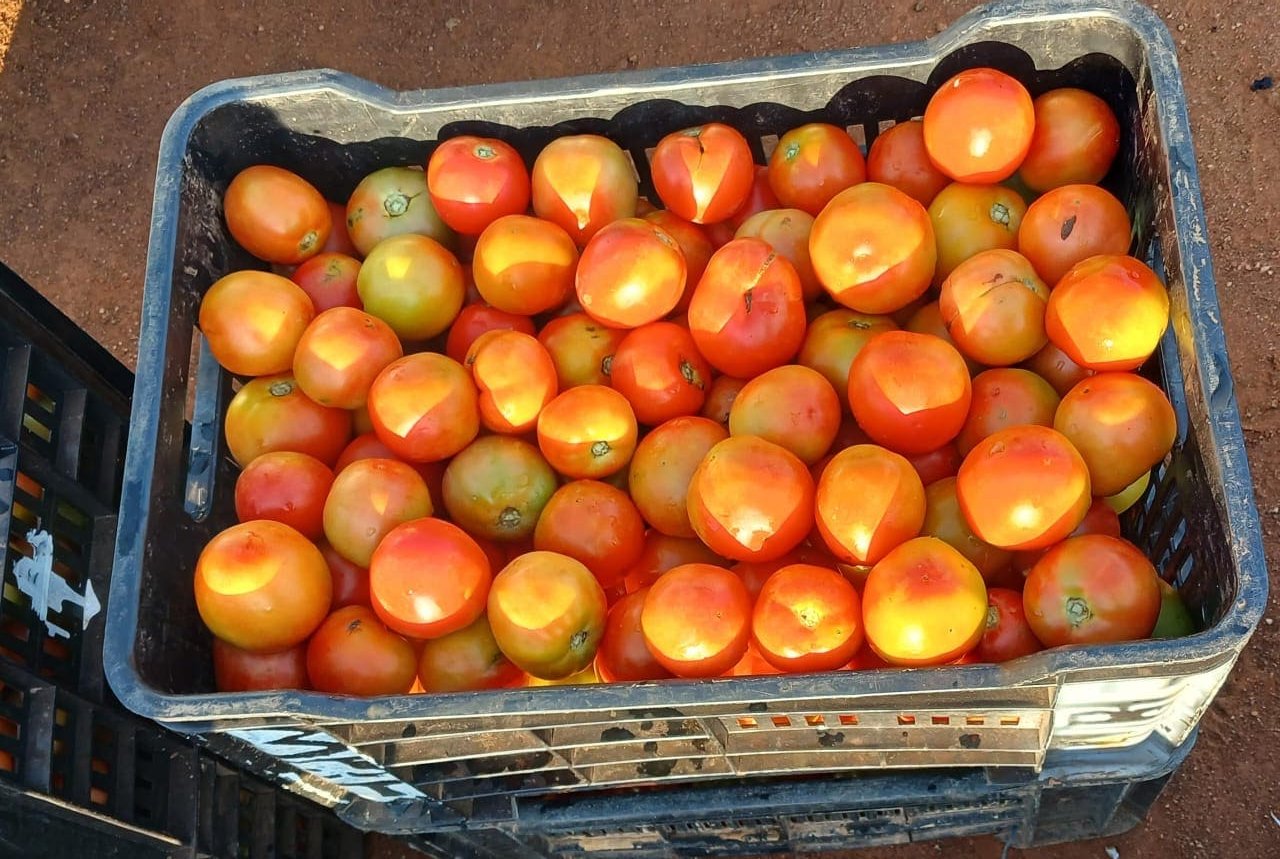 Plastic crate filled with ripe and unripe tomatoes on dirt ground.