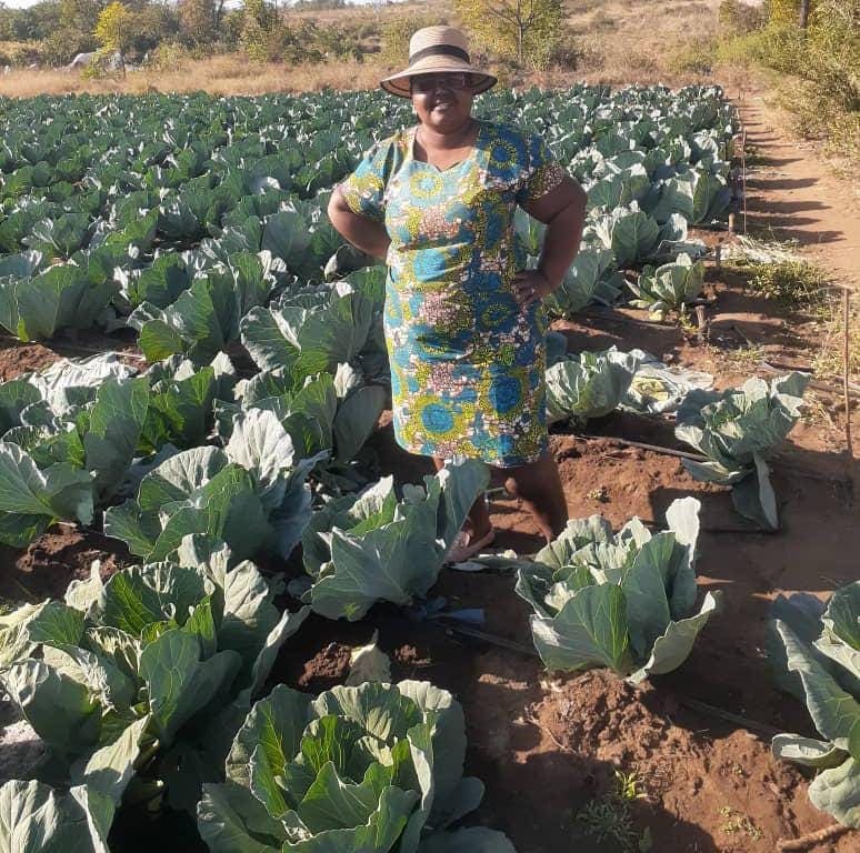 Woman in a patterned dress and wide-brimmed hat standing in a field of green cabbages under sunlight.