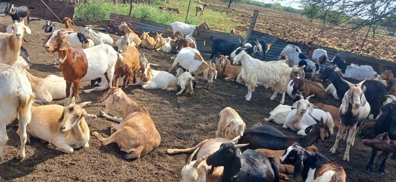 Goats in a fenced enclosure