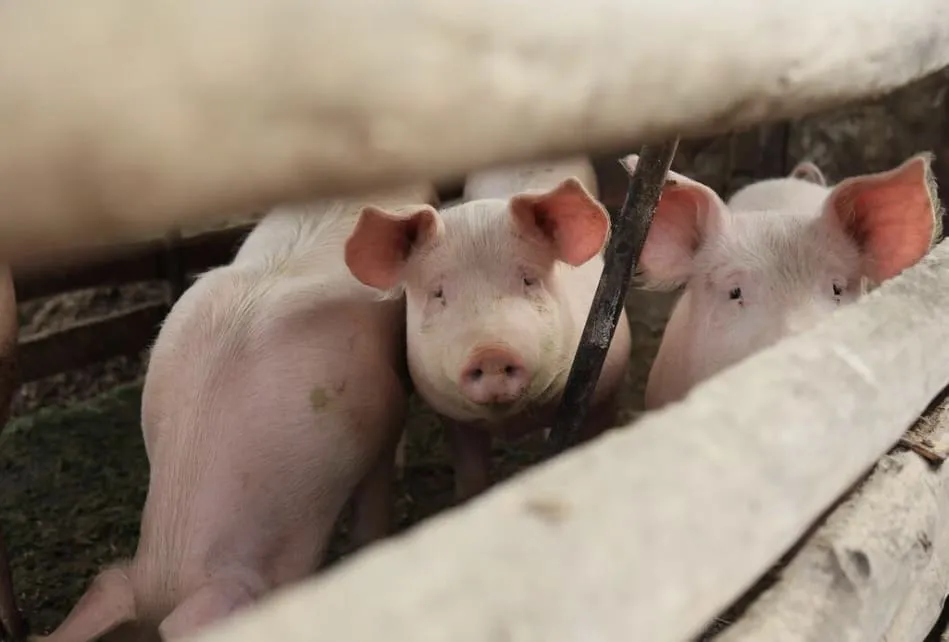 Group of pink pigs standing close together