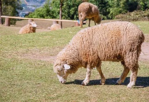Four woolly sheep grazing on a grassy field